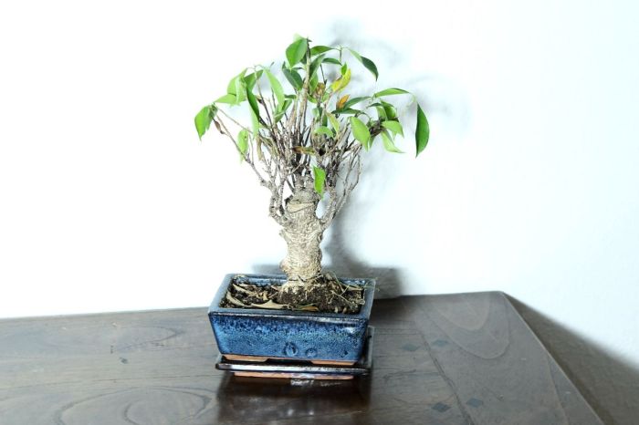 Bonsai für wohnzimmer