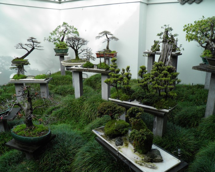 Bonsai für wohnzimmer