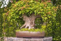 Bonsai baum groß wohnzimmer