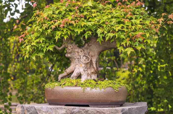 Bonsai baum groß wohnzimmer