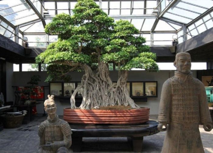 Bonsai baum groß wohnzimmer