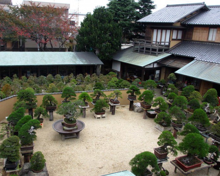 Bonsai front garden yard landscape brilliant time walter pall hartmut visit rather amazing artist happy his adventures mag6